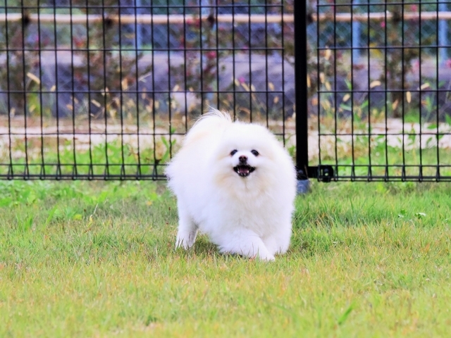 保護犬というブランド_d0360206_23414265.jpg