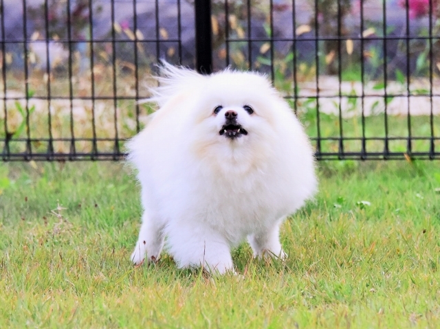 保護犬というブランド_d0360206_23414736.jpg