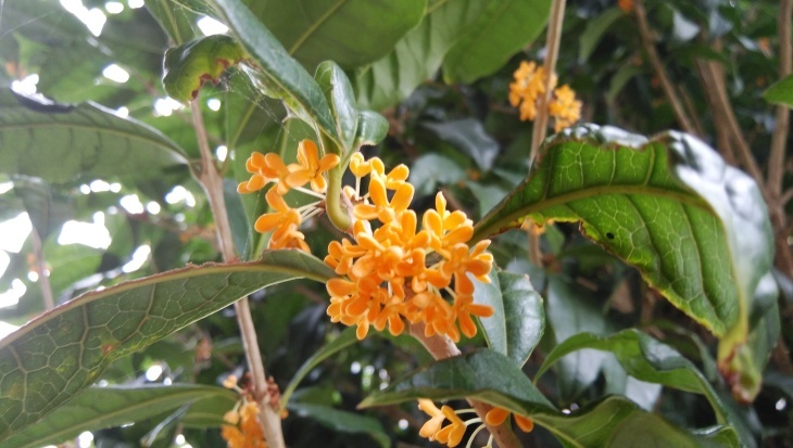 金木犀（キンモクセイ）の花の特徴等…2019/10/18_f0231709_10465219.jpg