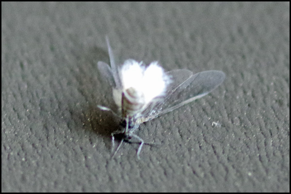 b0019313_16460246.jpg