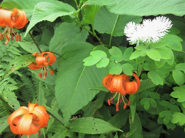 白山　花模様ハイキング　女汝峰・お花松原　　　　　Mount Haku in Hakusan National Park_f0308721_19284748.jpg