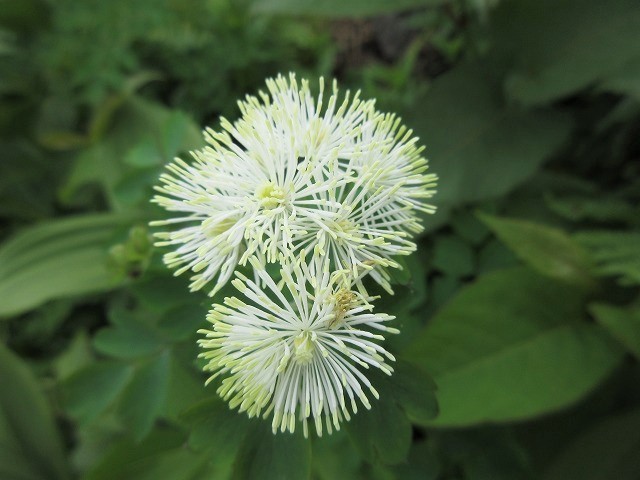 白山　花模様ハイキング　女汝峰・お花松原　　　　　Mount Haku in Hakusan National Park_f0308721_19354653.jpg