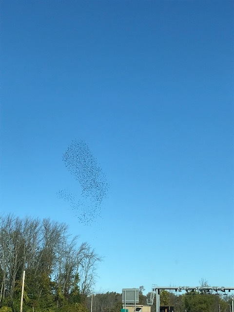 やっぱり圧巻 ナイアガラの滝 + 紅葉街道_d0269832_23461353.jpeg