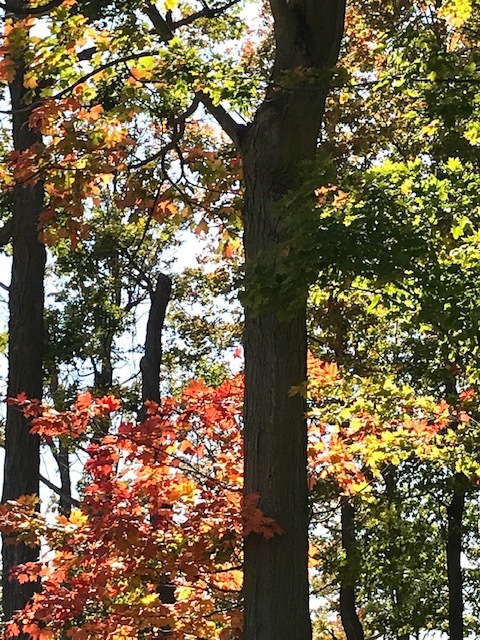 やっぱり圧巻 ナイアガラの滝 + 紅葉街道_d0269832_23503548.jpeg