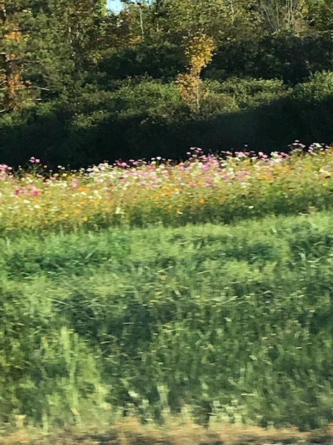 やっぱり圧巻 ナイアガラの滝 + 紅葉街道_d0269832_23524435.jpeg