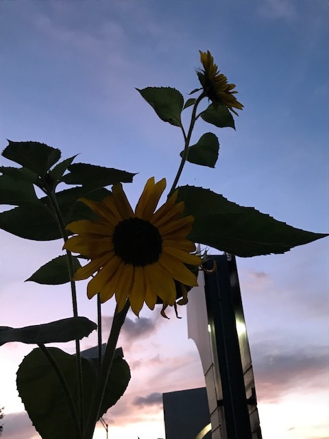 やっぱり圧巻 ナイアガラの滝 + 紅葉街道_d0269832_23541905.jpeg