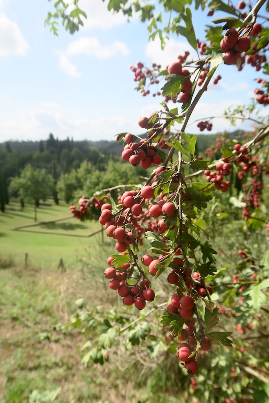 f0234936_8442764.jpg