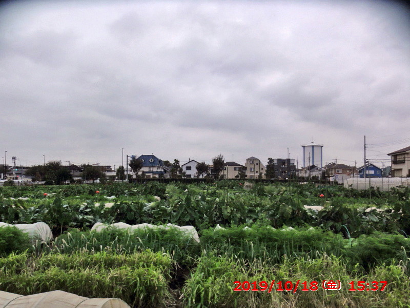 赤いポールが20個 やさい畑につかまって The Catcher In The Yasai Fields 赤いポールが20個 やさい畑につかまって The Catcher In The Yasai Fields