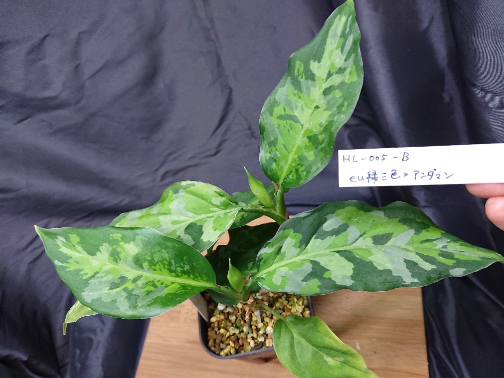 癒やしの素。～イモからアクアまで～