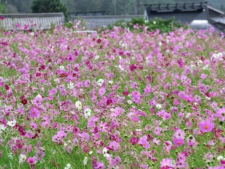 丹波 清住コスモス畑 徒然彩時記