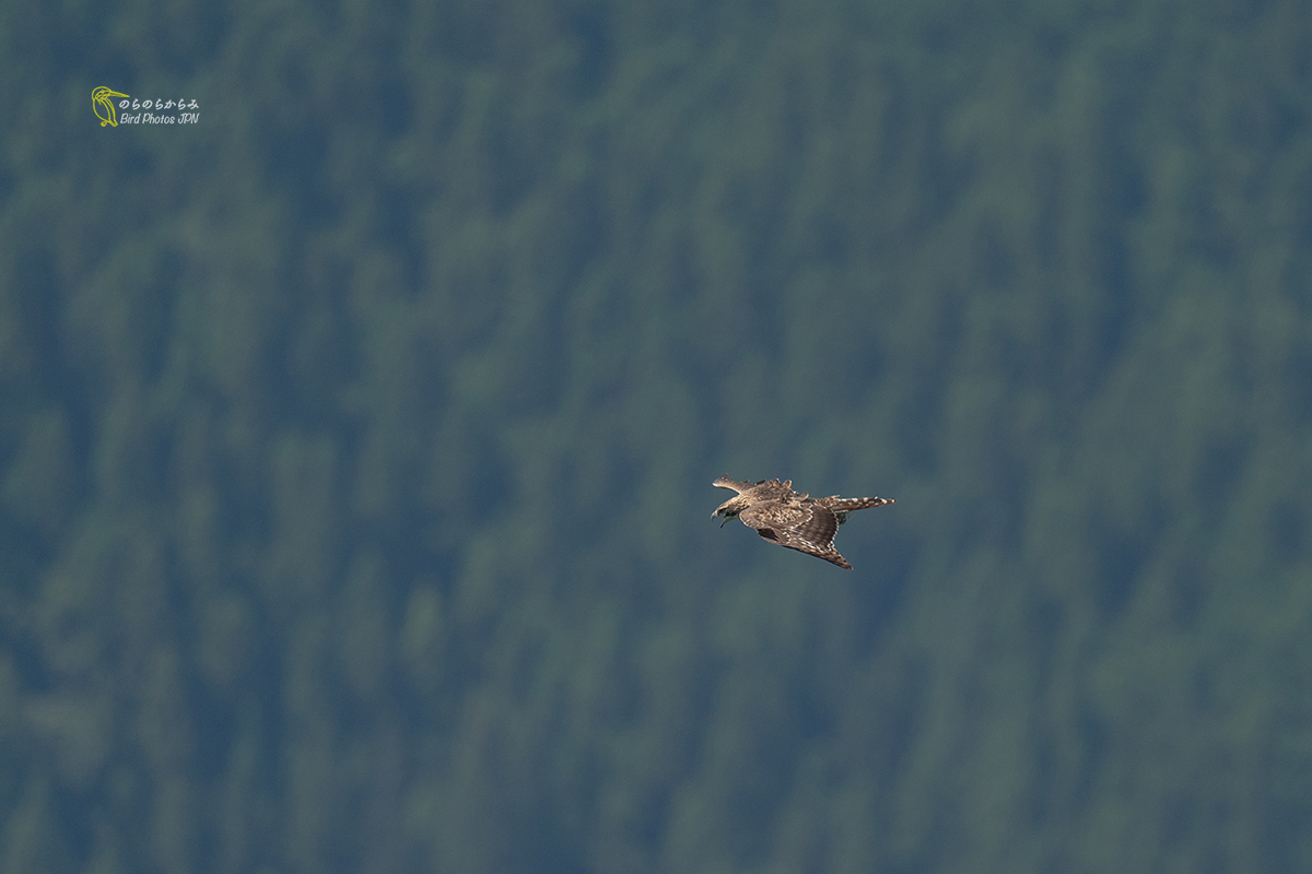 猛禽を待つ時間:クマタカ幼鳥と親鳥_d0360547_12324649.jpg