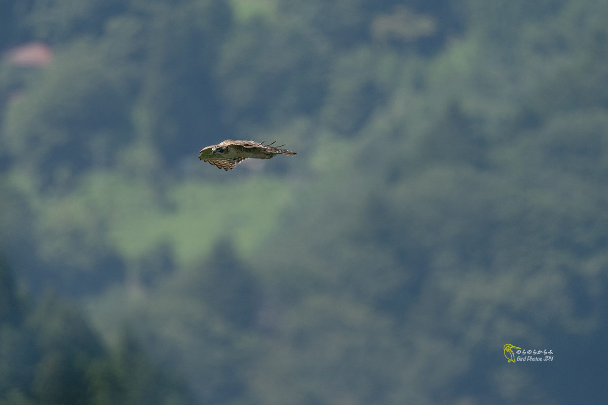 猛禽を待つ時間:クマタカ幼鳥と親鳥_d0360547_12324688.jpg