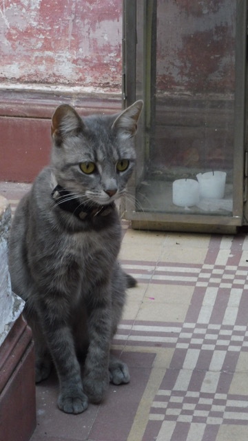 ポルトガルの・・・猫の森事件帖_b0396150_09520615.jpeg