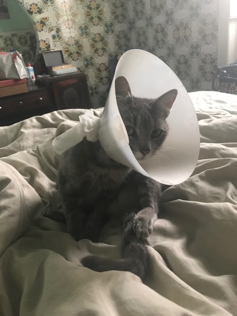 ポルトガルの・・・猫の森事件帖_b0396150_09521931.jpeg