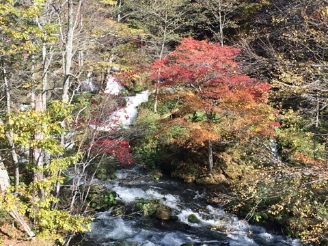 阿寒、オンネトーの紅葉_e0405754_17585065.jpg