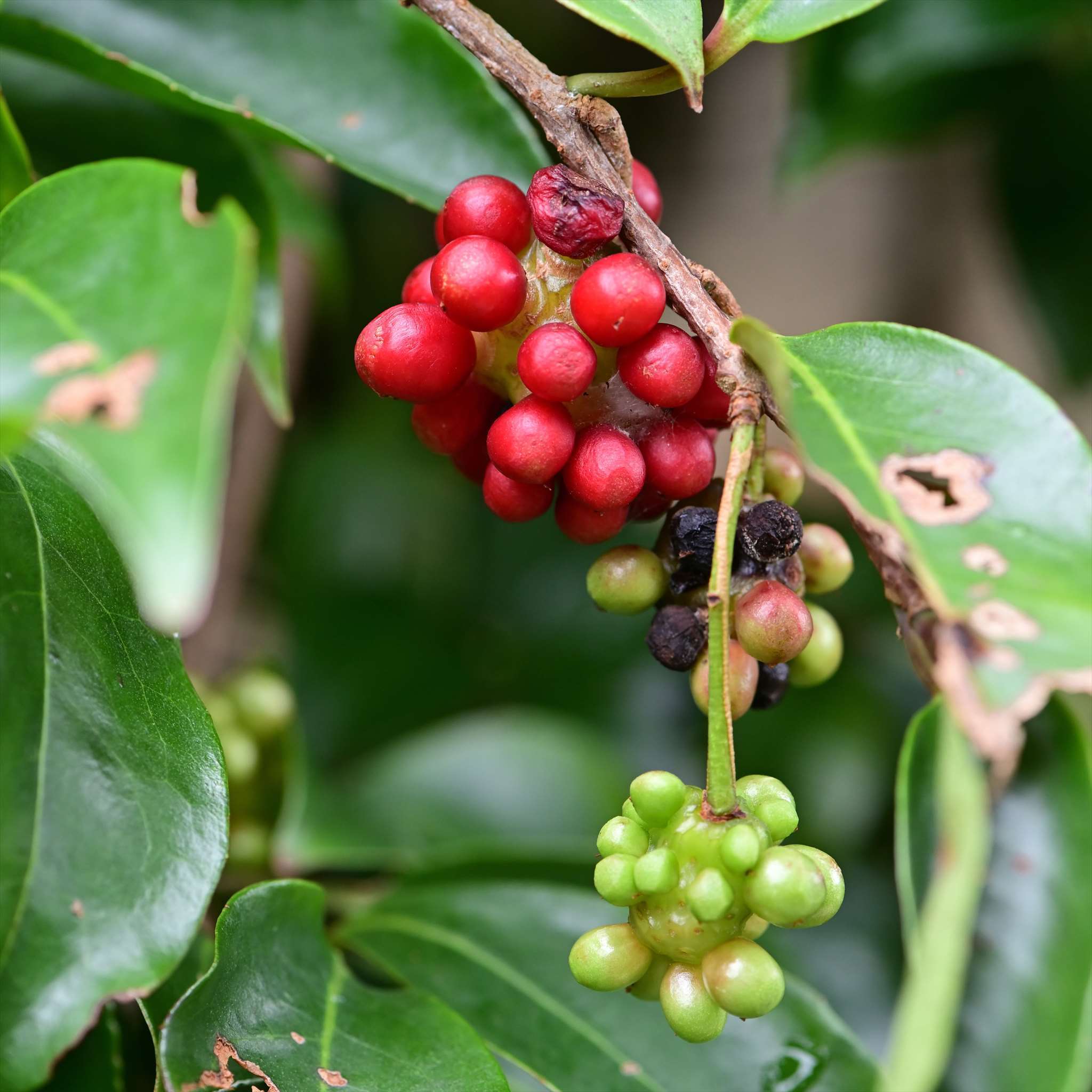 サネカズラの果実 野の花山の花ウォッチング In 奥多摩 サネカズラの果実 野の花山の花ウォッチング In 奥多摩