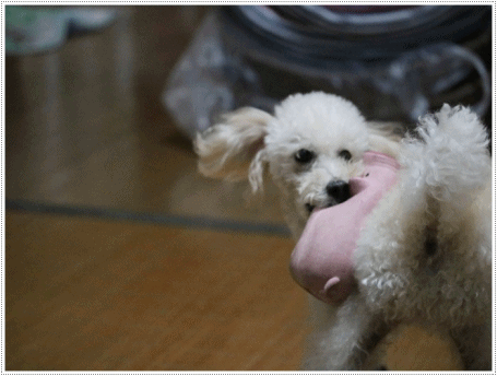 b0175688_20123467.gif