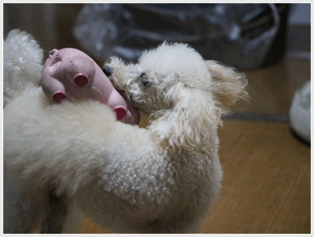 b0175688_20123852.gif