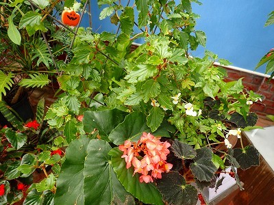 f0203094_15004780.jpg