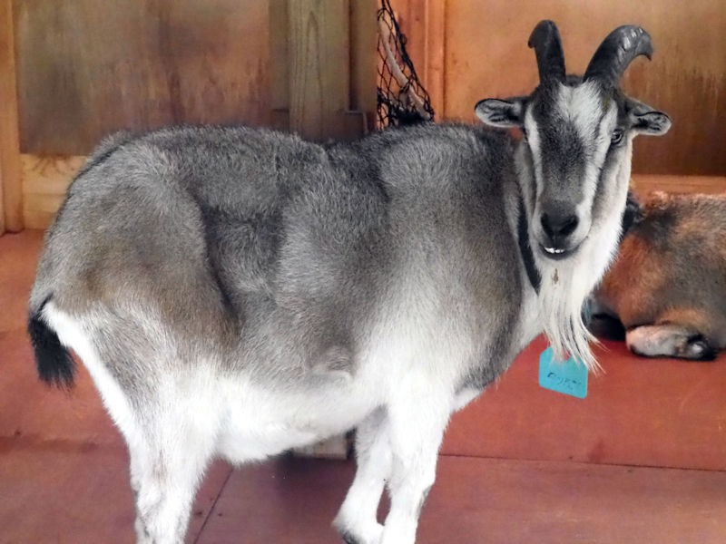 子ども動物園すてっぷの動物たち_f0224624_19274982.jpg