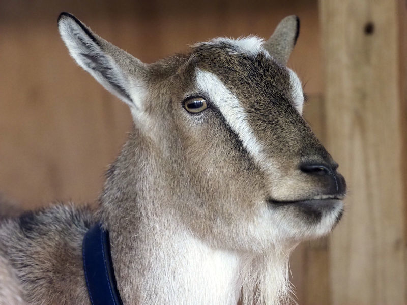 子ども動物園すてっぷの動物たち_f0224624_19280038.jpg