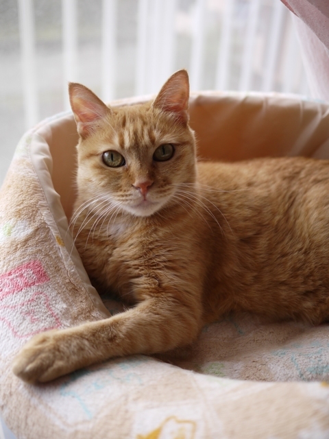 猫のお留守番 マリエちゃん編。_a0143140_19521426.jpg