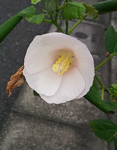 神楽坂散歩からの志な乃でお蕎麦_b0080342_08204443.jpg
