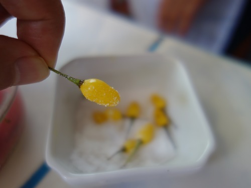 ユリマグアス市場でSUDADO DE PESCADO:魚のシチュー_c0030645_12192038.jpg