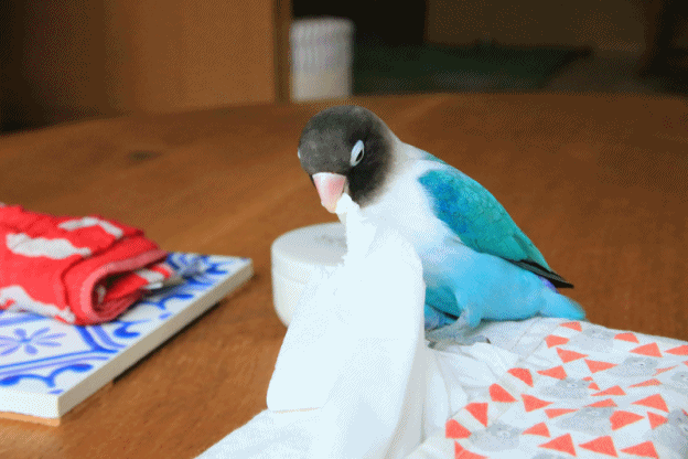 c0145250_14392736.gif