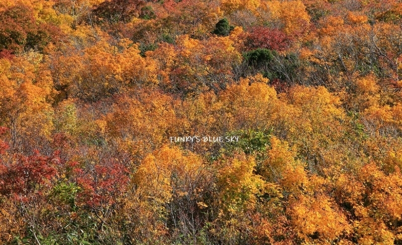 c0145250_14520978.jpg