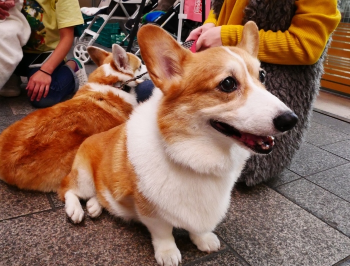　　１０月のポポロハスマーケット　　２０１９-１０-２５　００：００ 　_b0093754_21584675.jpg