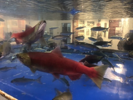 紅葉の支笏湖ー千歳ポタリング_b0209862_17483644.jpg