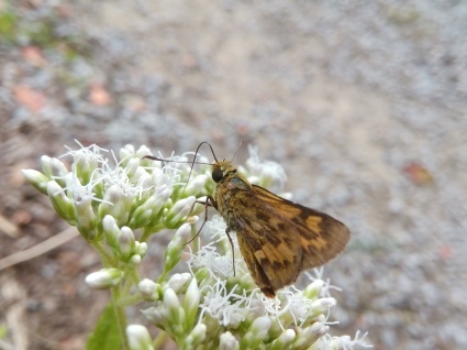 蝶をよぶ花…_b0368362_01533216.jpg