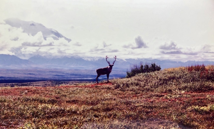 プロフィール⑧「カナダ・ログハウス修行時代」その２：〜アラスカ。自然界にお邪魔しまんねやわ〜_a0142373_12265651.jpeg