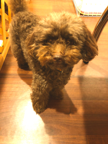 プードルだらけ🐩💓_f0357682_09524347.jpg