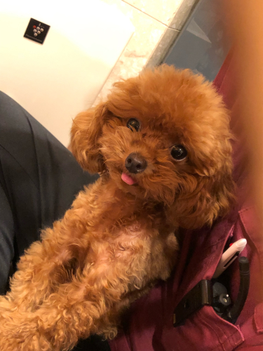 プードルだらけ🐩💓_f0357682_23471232.jpg