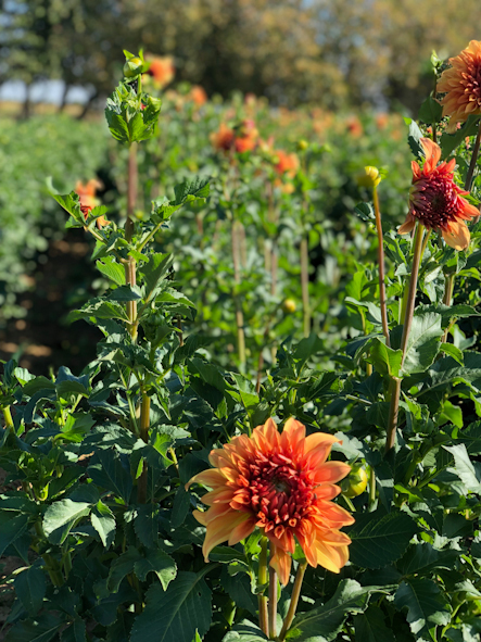 オトナの花あそび〜Paris2019秋_b0208604_14304446.jpg