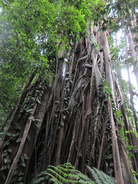 世界遺産 ボタニックガーデン The Rain Forest_c0212604_705772.jpg