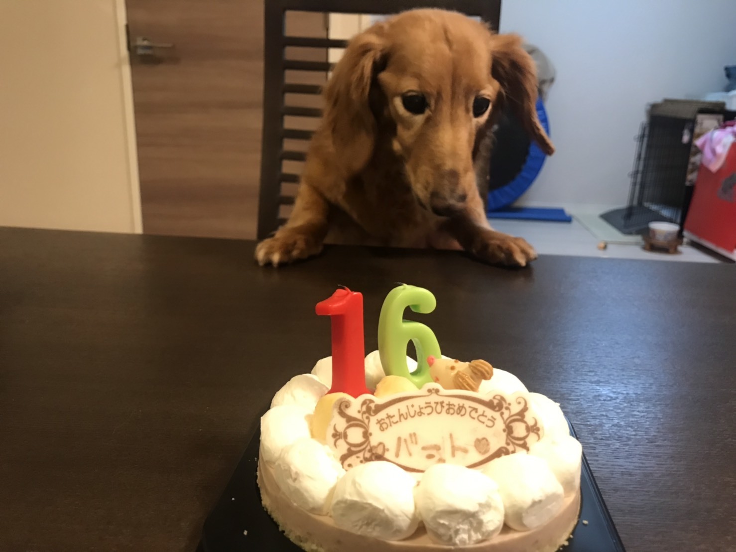 バートお誕生日おめでとう バートとベルとレイのブログ