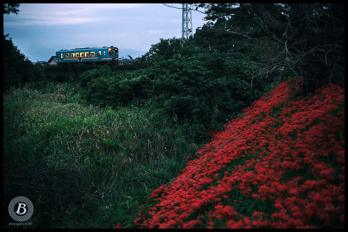 樽見鉄道彼岸花_c0115616_19065478.jpg