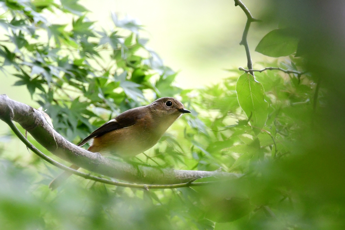 お嬢様と若 どっちが強い 新 鳥さんと遊ぼう