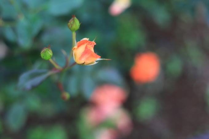 f0348831_23291201.jpg