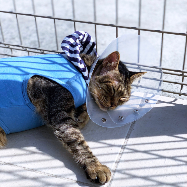 りさちゃんの気晴らし。_d0355333_22023710.jpg