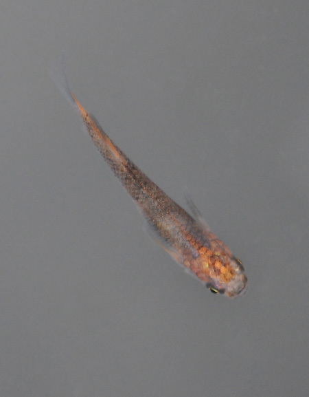 e0097534_18311342.jpg