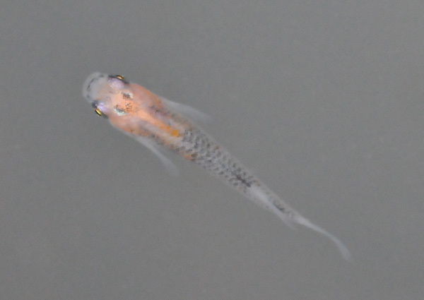 e0097534_18312337.jpg