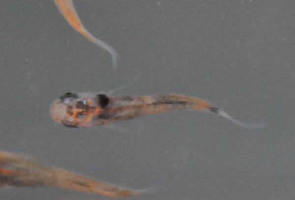 e0097534_18515399.jpg