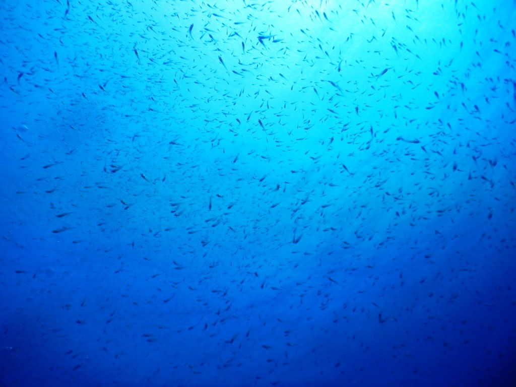 a0189838_10440770.jpg