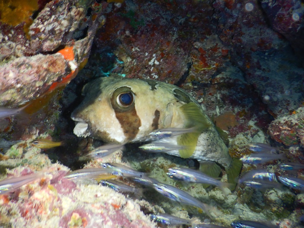 a0189838_10451017.jpg