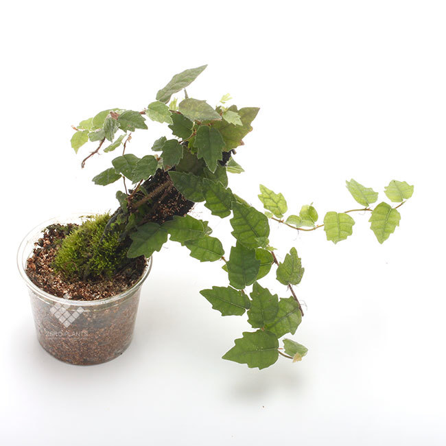 New arrival plants |  新掲載植物　ネペンテス、ビオフィツムその他などなど、、とフォレスタ入荷状況。_d0376039_23284246.jpg