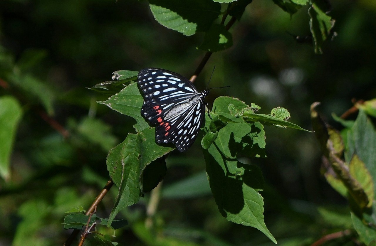 c0233349_08505284.jpg